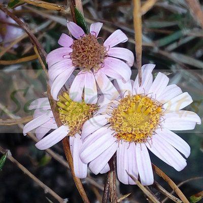 Daisy Tea Bush is a much branched, perennial shrublet with slender stems and narrow leaves. The leaves are alternate with pointed tips. Leaf margins are rolled under, almost covering the white woolly lower surface of the leaf.   #PerennialFlowers

seedsandplants.co.za/products/medic…