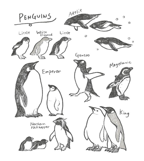 いろんなペンギン🐧 