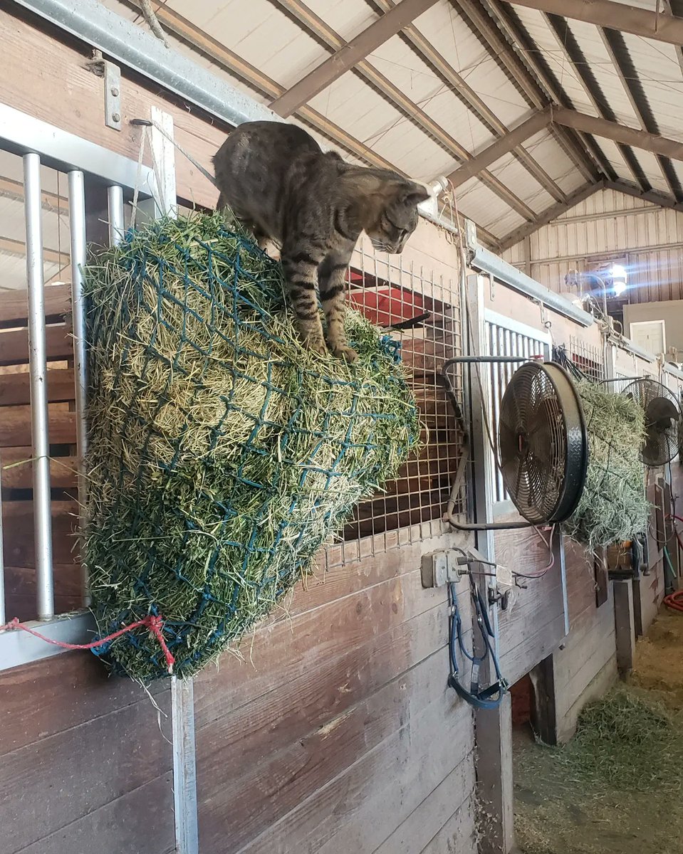 barncatlady's tweet photo. Tweety was being his usual athletic self this week! 😹
It's a good thing I saved up kitty photos in my phone while I'm in Phoenix.
Full post: https://t.co/WBrS4XwH8l
#CatsOnTwitter #acrocat #feralfriday https://t.co/F8gdBm41W6