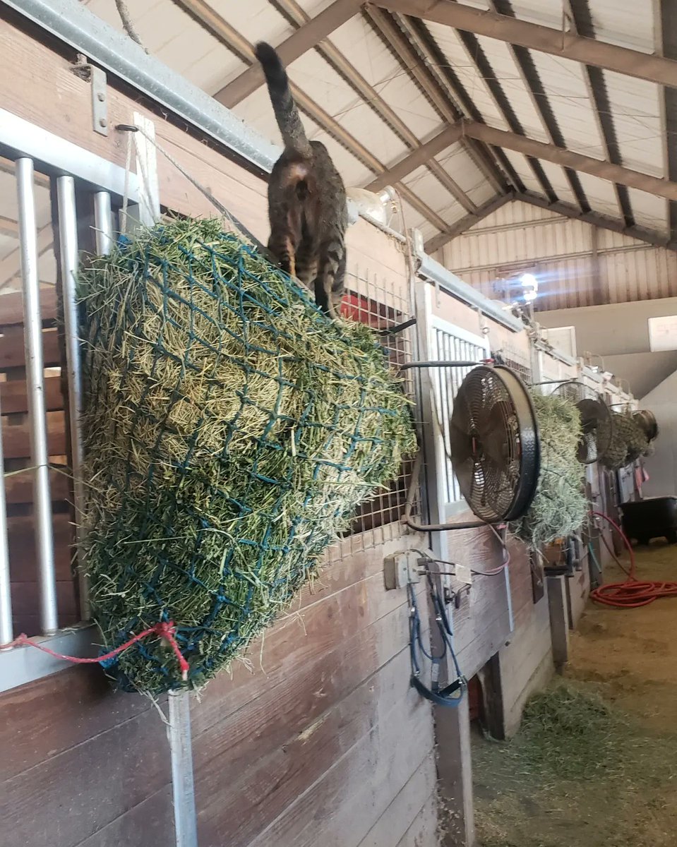barncatlady's tweet photo. Tweety was being his usual athletic self this week! 😹
It's a good thing I saved up kitty photos in my phone while I'm in Phoenix.
Full post: https://t.co/WBrS4XwH8l
#CatsOnTwitter #acrocat #feralfriday https://t.co/F8gdBm41W6