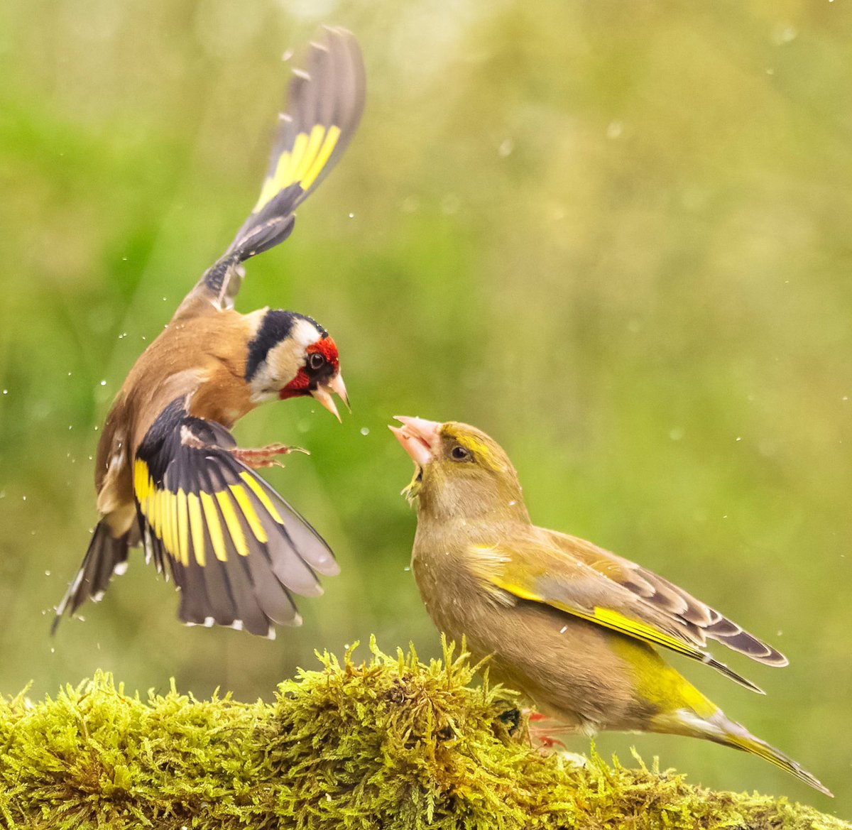 Half an hour ago in the storm. My em1mk3 is waterproof! And the 40-150 had no issues. Manfrotto 055 stopped it blowing over. Can’t wait fir my OM1! <a href="/OMSYSTEMcameras/">OM SYSTEM Cameras</a> <a href="/OlympusUK/">OM Digital Solutions</a> <a href="/Natures_Voice/">RSPB</a> <a href="/weatherchannel/">The Weather Channel</a> <a href="/MarkThackara/">Mark Thackara</a> <a href="/BBCSpringwatch/">BBC Springwatch</a> @BBCCountryfile #bbcwildlifePOTD