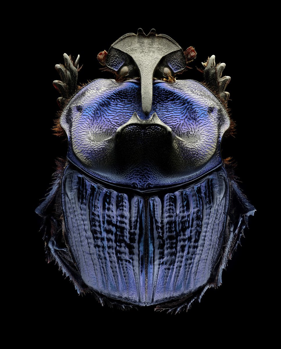 CaitlinDolan_'s tweet photo. Carving project inspiration from the wonderful @LevonBissPhoto! Looking initially at scarabs and now focusing on beetle legs for my work. I hope to create a collection of genderless insect jewellery.

#jewelry #jewellery #waxcarving #lostwax #design #maker #DJCAD #inspiration https://t.co/DI5XKeOMG4