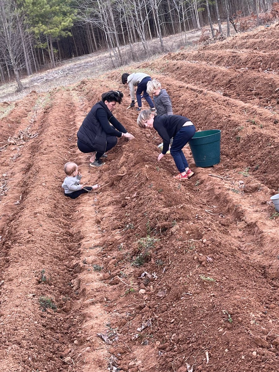 The weather gave us a small sliver of time before the rain came in, so the old adage, “make hay while the sun shines” is appropriate. Here, <a href="/MWilkerson11/">Michelle Wilkerson</a>⁩ and 4 sons put 50lbs of potatoes in the ground, and with God’s blessing we look to harvest many many bushels this summer.