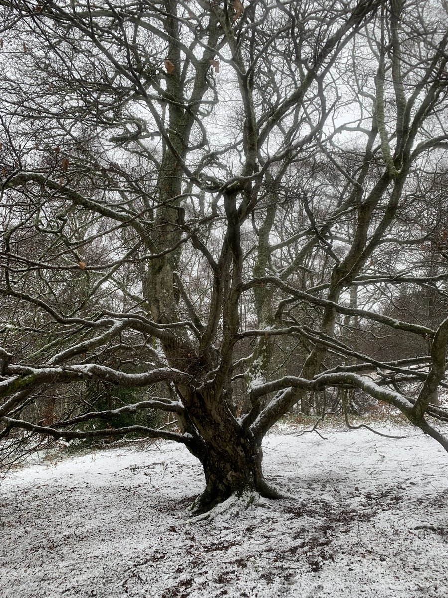 Tracytrees's tweet photo. Lovely gorse blossom peaking through the snow on todayโs Raptor Patch - no raptors though! So peaceful love all the old trees stand it out against the snow #snow #birding #birdsofpreywelcome #Raptors #Blossom @BTO_Scotland https://t.co/DAkbLNG1LP