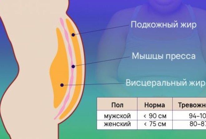 Убрать подкожный жир мужчине. Подкожный и висцеральный жир. Подкожный и висцеральный жир. Виды жира на животе. Подкожный и висцеральный жир.