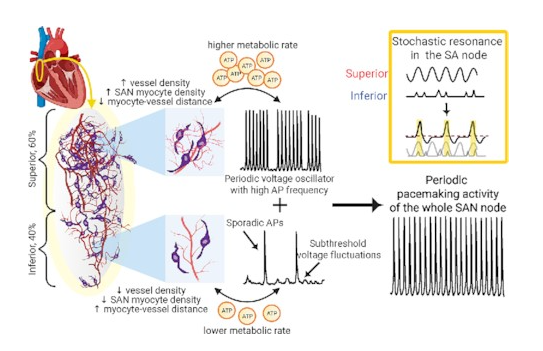APS_Function's tweet photo. #SuggestedRead "The Organization of the Sinoatrial Node Microvasculature Varies Regionally to Match Local Myocyte Excitability" by Nathan Grainger, et al.
https://t.co/PTpLEBKLi2
#vasculature #pacemaking https://t.co/OhPTeSV3fL