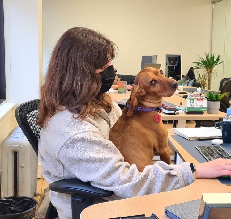 thirdwunder's tweet image. Anything is paw-sible when you have an office dog as cute as Lexi. We're super excited to introduce our new team member!  You can find her chilling in the Third Wunder office, snoozing on the couch and helping the team with their daily tasks.