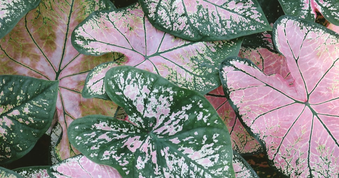 ProStaffPest's tweet image. You may not be thinking about landscaping yet, but spring will be here before we know it! Here are some of the best plants you can use to beautify your lawn or commercial property: ow.ly/eWOI50HPnU5