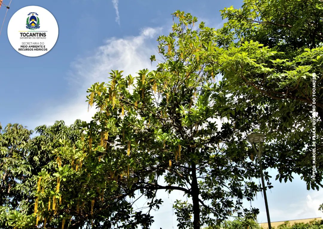 MeioAmbienteTO's tweet photo. 📌De porte médio e crescimento rápido, ela alcança cerca de 5 a 10 metros de altura. Nativa do Brasil, a planta possui um ciclo de vida perene e é bastante utilizada em arborização urbana por conta da sua beleza. https://t.co/plKJdjuyJD