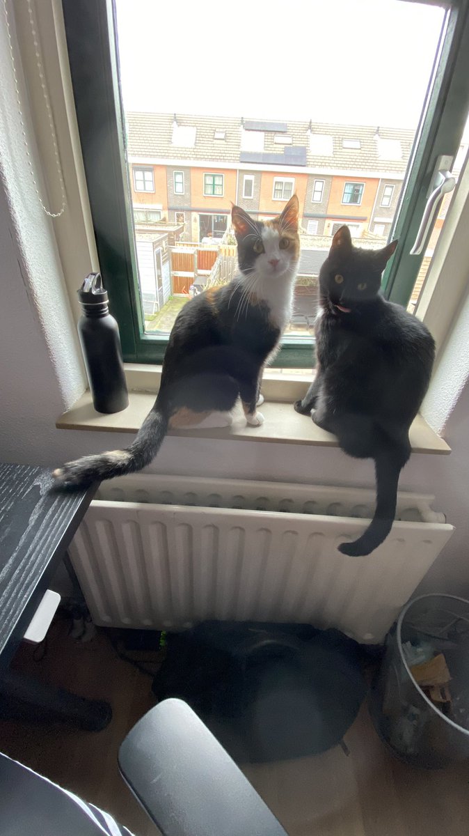 Herman_Twits's tweet photo. @muis25022002 @Tessa_Twits De trainingen zijn al in volle gang voor het duo-vensterbank-zitten voor junioren voor over een paar jaar. #catolympics https://t.co/H5txHe9ZA1
