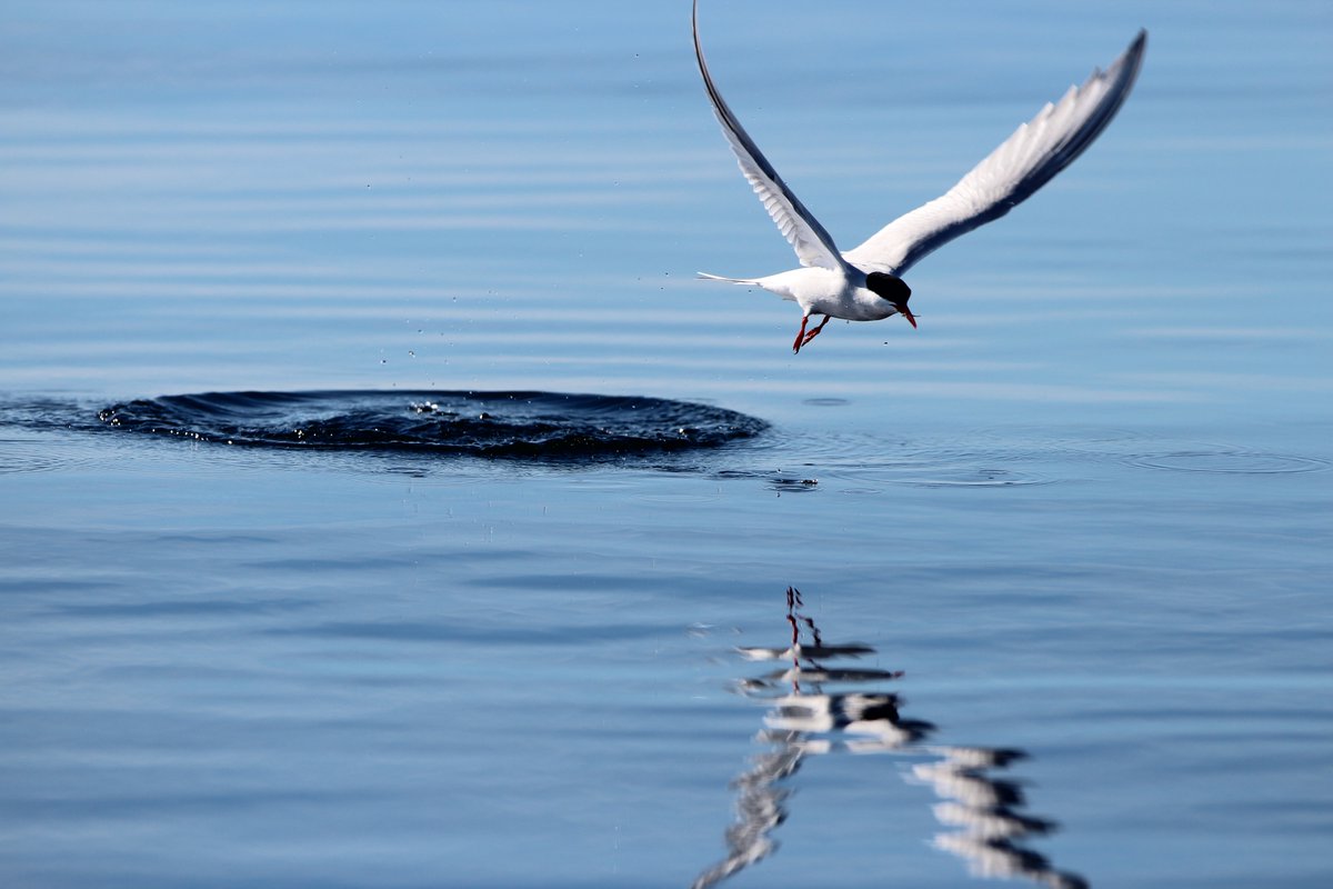 Mark Jessopp (@gannetguy) on Twitter photo We have a fully funded 4-year PhD on seabird responses to offshore windfarms in Ireland. Application deadline 11th March. Details: ucc.ie/en/hr/vacancie⦠<a href="/SEAI_ie/">SEAI</a> <a href="/rogan_e/">Emer Rogan</a> <a href="/DamienHaberlin/">Damien Haberlin</a> @tomkdoyle <a href="/uccBEES/">Biological, Earth & Environmental Sciences, UCC</a> <a href="/MaREIcentre/">MaREI</a> <a href="/eriucc/">Sustainability Institute</a> We have a fully funded 4-year PhD on seabird responses to offshore windfarms in Ireland. Application deadline 11th March. Details: ucc.ie/en/hr/vacancie⦠<a href="/SEAI_ie/">SEAI</a> <a href="/rogan_e/">Emer Rogan</a> <a href="/DamienHaberlin/">Damien Haberlin</a> @tomkdoyle <a href="/uccBEES/">Biological, Earth & Environmental Sciences, UCC</a> <a href="/MaREIcentre/">MaREI</a> <a href="/eriucc/">Sustainability Institute</a>