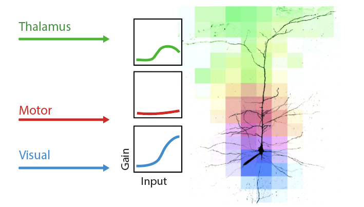 jvoigts's tweet photo. How do neurons actually sum up inputs? Turns out, it depends a lot on where the synapses are! Team effort by Lafourcade et al. in Harnett lab finds parts of dendrites are linear➕ others nonlinear❌, depending on location on dendrites, via AMPA/NMDA ratio. https://t.co/3imydYmH3L https://t.co/wmG5p7tjwA