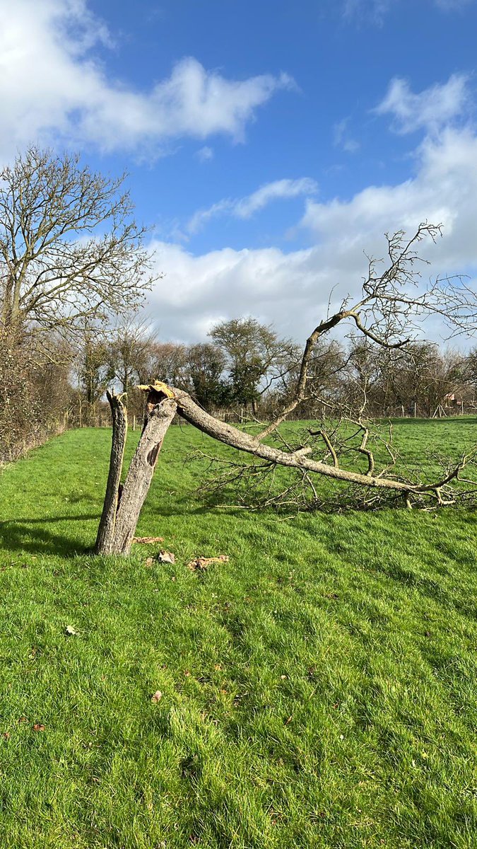 One apple tree down, hopefully not the first of many 😭 #StormEunice