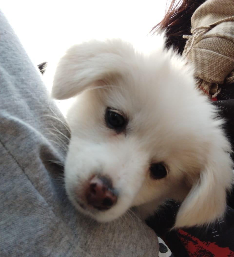 Tlankimi2's tweet photo. Life update: 
I got a dog now ☺️ https://t.co/mySADDbNJD