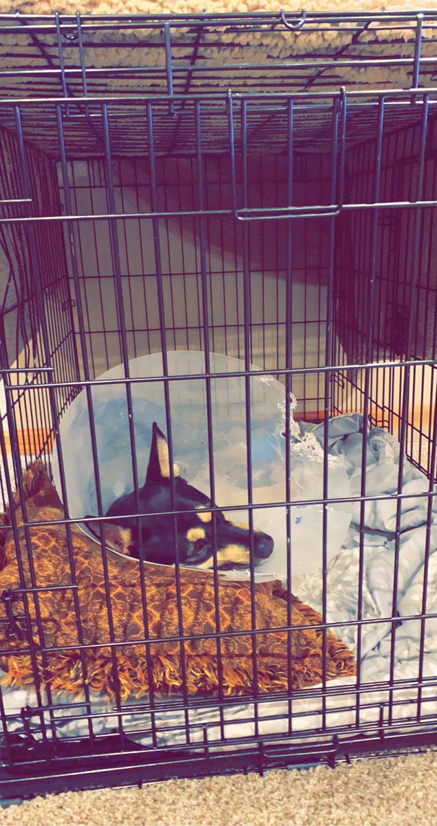 Worn out from battling my cone all day at the vet. Happy to be resting at home. 🐾