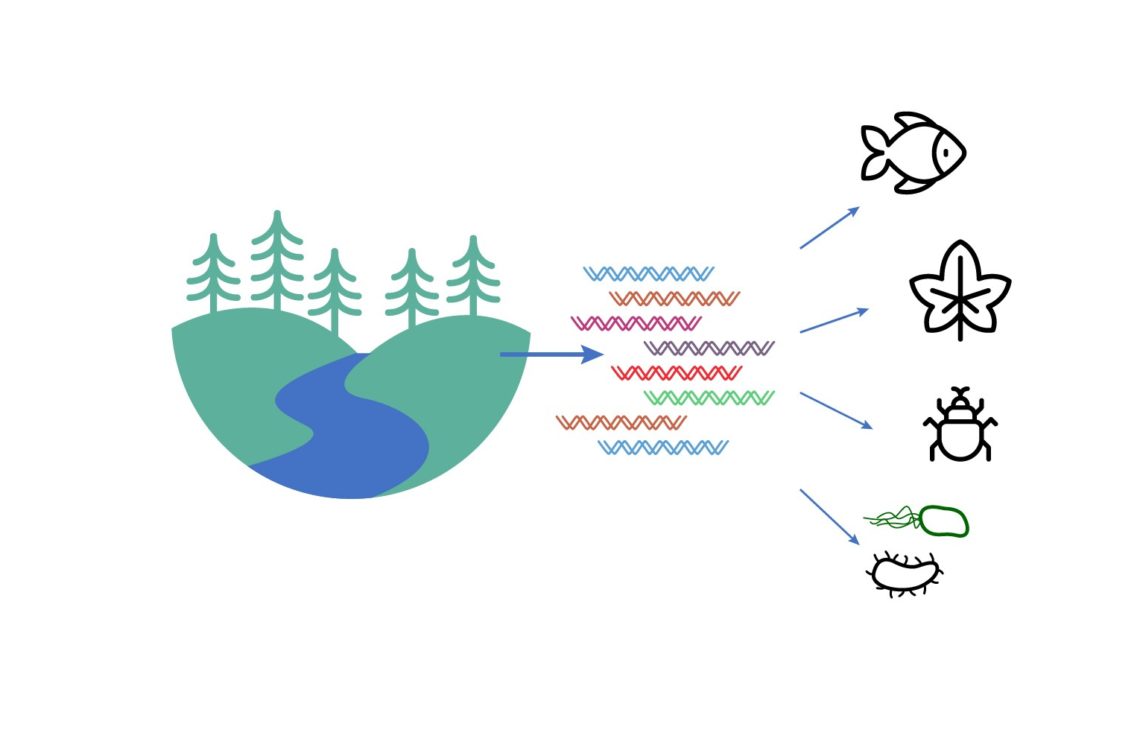 Looking for a simple explainer of the use of eDNA in biological studies? Check out our new free resource from DNAdots and <a href="/miniPCR/">miniPCR bio</a>: dnadots.minipcr.com/dnadots/edna-e… 
Turns out we leave behind more than just footprints!