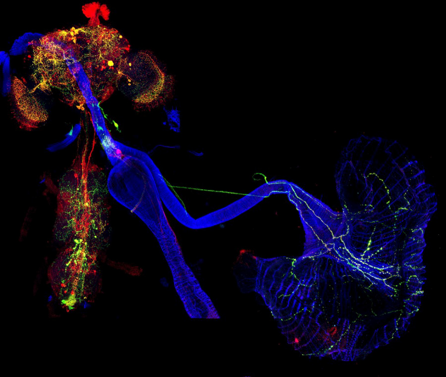 Nasser Rusan 🔬 ناصر الروسان tweet media