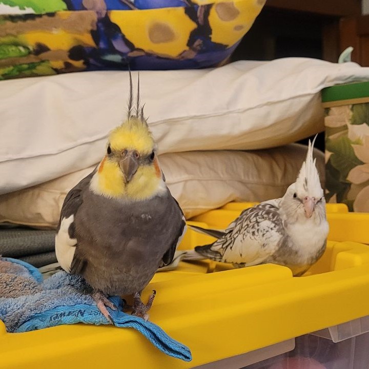 Happy #FeatheredFriday! Go-With-The-Flow Birdies: it's chaotic around our house right now because we're getting the floors refinished in two rooms. Luckily, the feathered members of our family are taking it all in stride. New storage crates means they have new perches -- score!