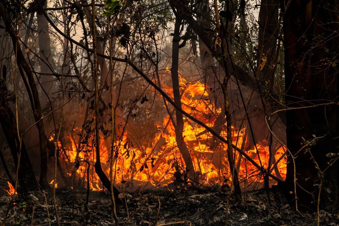 BTSArmyHomeArg's tweet photo. 💜🌿ARMY ARG🇦🇷 y Latam! Esto está pasando en Corrientes! es un desastre ecológico de gran magnitud🥺, el fuego arrasa con todo a su paso.Desde nuestro lugar hagamoslo visible mientras buscamos la forma de ayudar de forma directa.RT Y DIFUSIÓN!
#SOSCorrientes #ArdeCorrientes https://t.co/Di3rUzo9je