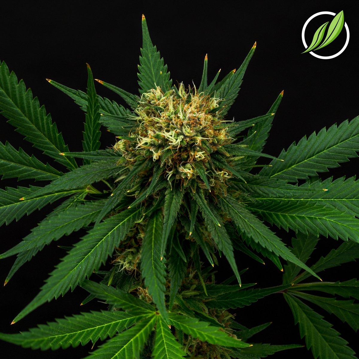 CTPharmaSol's tweet photo. Albivex Flower T30% I 14042 has a strong tangerine aroma combined with a floral and sweet taste. This indica has dense green buds covered in orange hairs. (29.66% THC & 2.12% terpenes) #ctmmj #ctmmp #medicalmarijuana #alwaysgrowing https://t.co/P9Ybsvr0r9