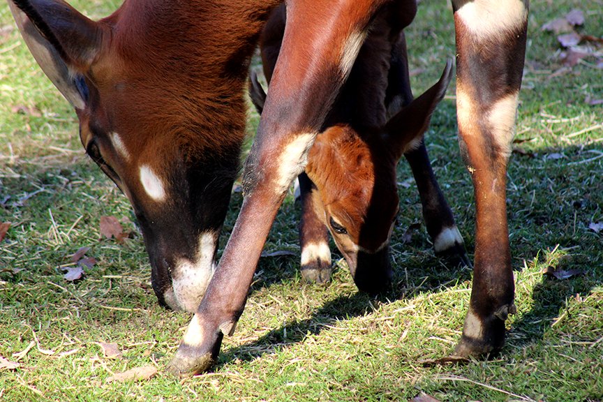 The Montgomery Zoo Animal Care Team is proud to announce the birth of a male Eastern Bongo. Klaus was born on Feb 2 weighing a healthy 27 pounds. Klaus and proud parents, Sipa (mom) and Murdock (dad) made their public debut on Tuesday, Feb 15. #mymgmzoo