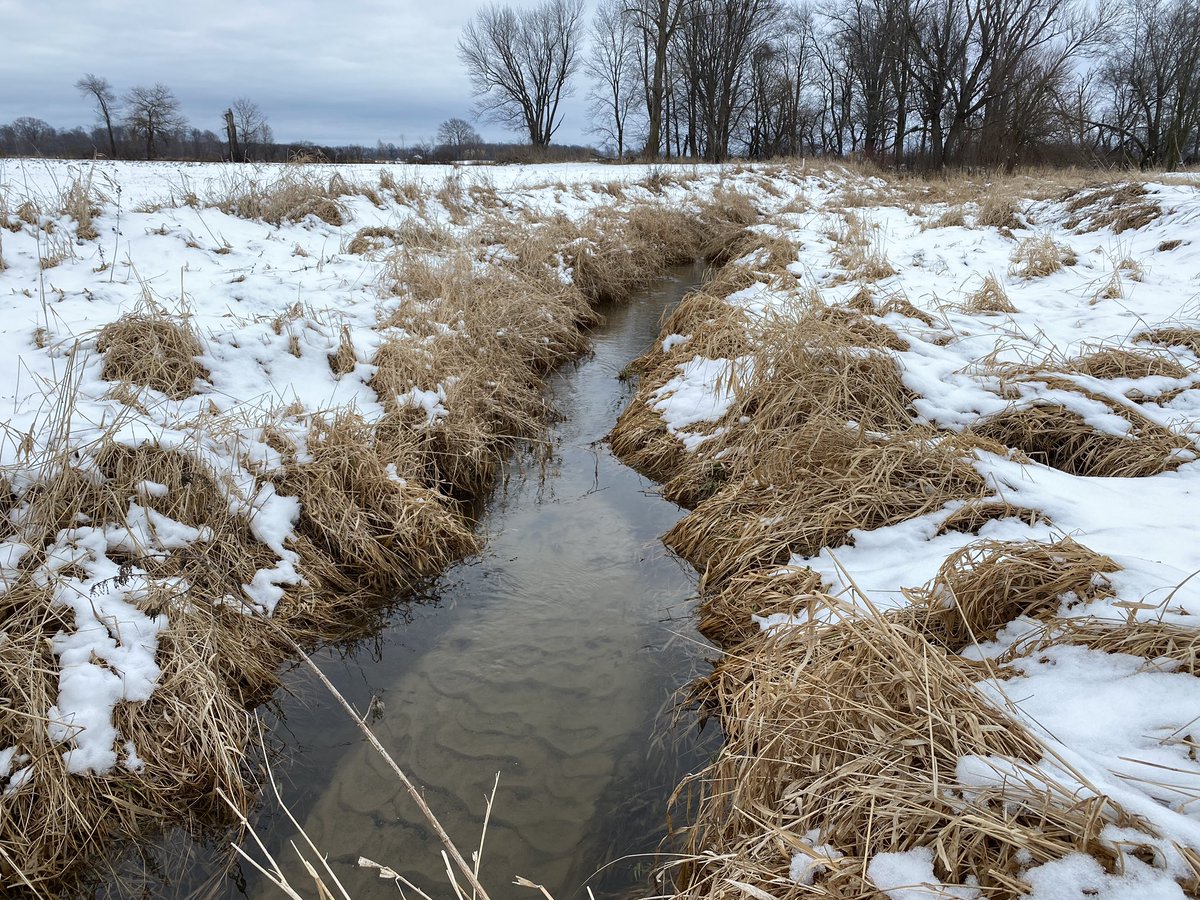 Rain-on-snow event has tested the two-stage ditch and she shines, while other trapezoidal ditches were flooding in the area. What if all the ditches in Indiana had mini-floodplains? #resilience