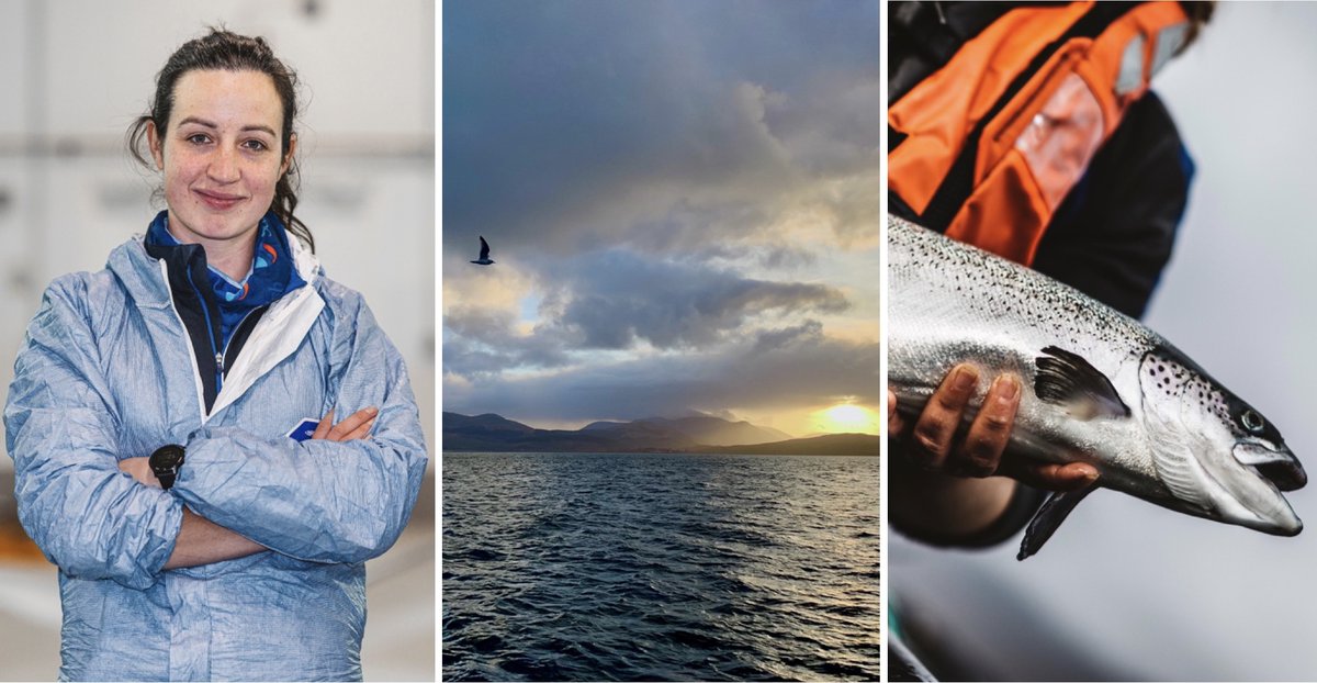 scotseafarms's tweet photo. VACANCIES | Friiiiday…. and time for our weekly round-up:
MULL Fish Husbandry (Experienced & Trainee) OBAN Freshwater RAS Technicians STRATHCARRON Fish Husbandry (Experienced & Trainee)
Interested? More details at https://t.co/07LkbBdr3P #comejointheteam #aquaculturejobs https://t.co/eRnOpIwNCa