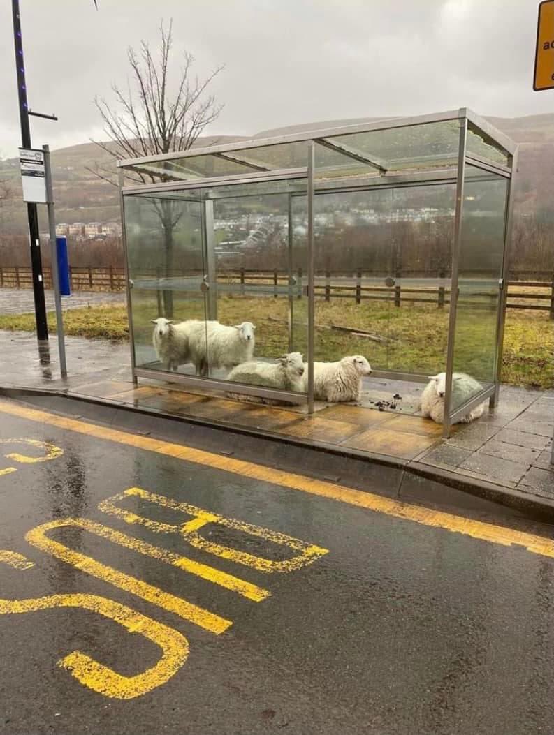 domdyer70's tweet image. Clever sheep taking over bus stop in Wales #StormEunice