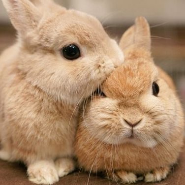 tiny__doyoung's tweet image. happy birthday jungwoo!!🐶❤️🐰
#SmilingAngelJungwooDay 
#범_접할수없는_정우의_스물다섯