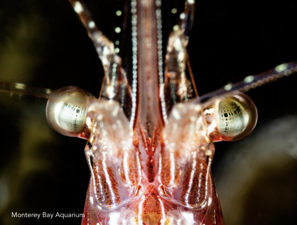 LafeberVet's tweet photo. Shrimp Week is the crustacean sensation that’s sure to sweep the nation via @MontereyAq https://t.co/n2i8TIX4pr #FridayFun #SHROMPweek2022 #TheShrimpening🦐 https://t.co/sIsGDEDGb1