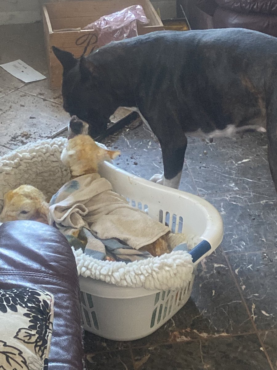 EyespydogsGrant's tweet photo. Some new lambs had to come this morning .. different kind of mom but warm #ontsheep #FarmLife https://t.co/7cjmaATmU5