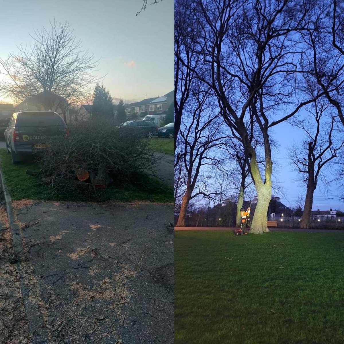 Golden Tree Surgeons tweet media