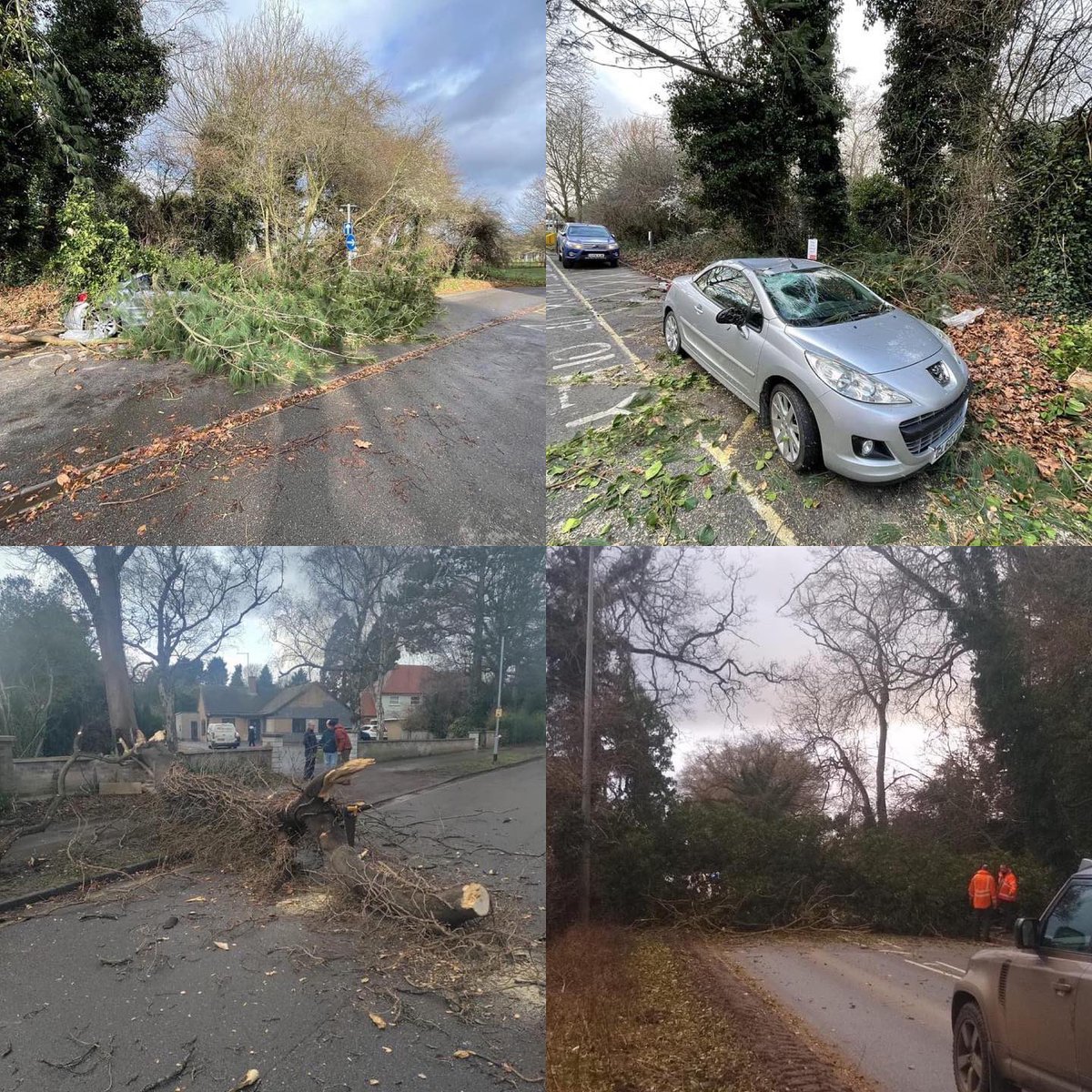 Golden Tree Surgeons tweet media