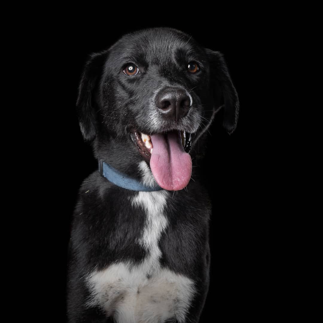 humana_harley's tweet photo. Puddines nos piden ayuda urgente para localizar a este chaparrito, por fa RT! https://t.co/8yy0i9zr2L
