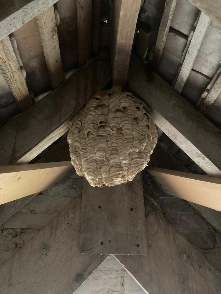 And… we found this in my office roof space whilst trying to secure the hole in the roof. An abandoned beauty..