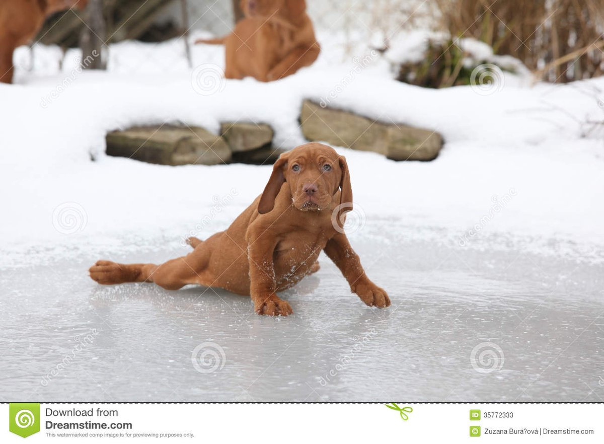 We are very sorry to announce that tonight's Friday Night Campfire is cancelled due to icy conditions.  The steps trails and steps behind the nature center are too icy for a night hike.  We hope to see you in March!  #safetyfirst #icy #slipperyrock