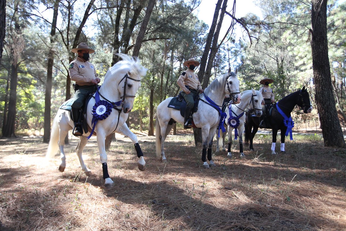 PabloLemusN's tweet photo. Además de esto, remodelamos las caballerizas de la policía montada en Colomos con criterios de absoluta sustentabilidad y tendremos un nuevo picadero en donde daremos equinoterapia para las niñas y niños con discapacidad. https://t.co/ytOJAEhvv0
