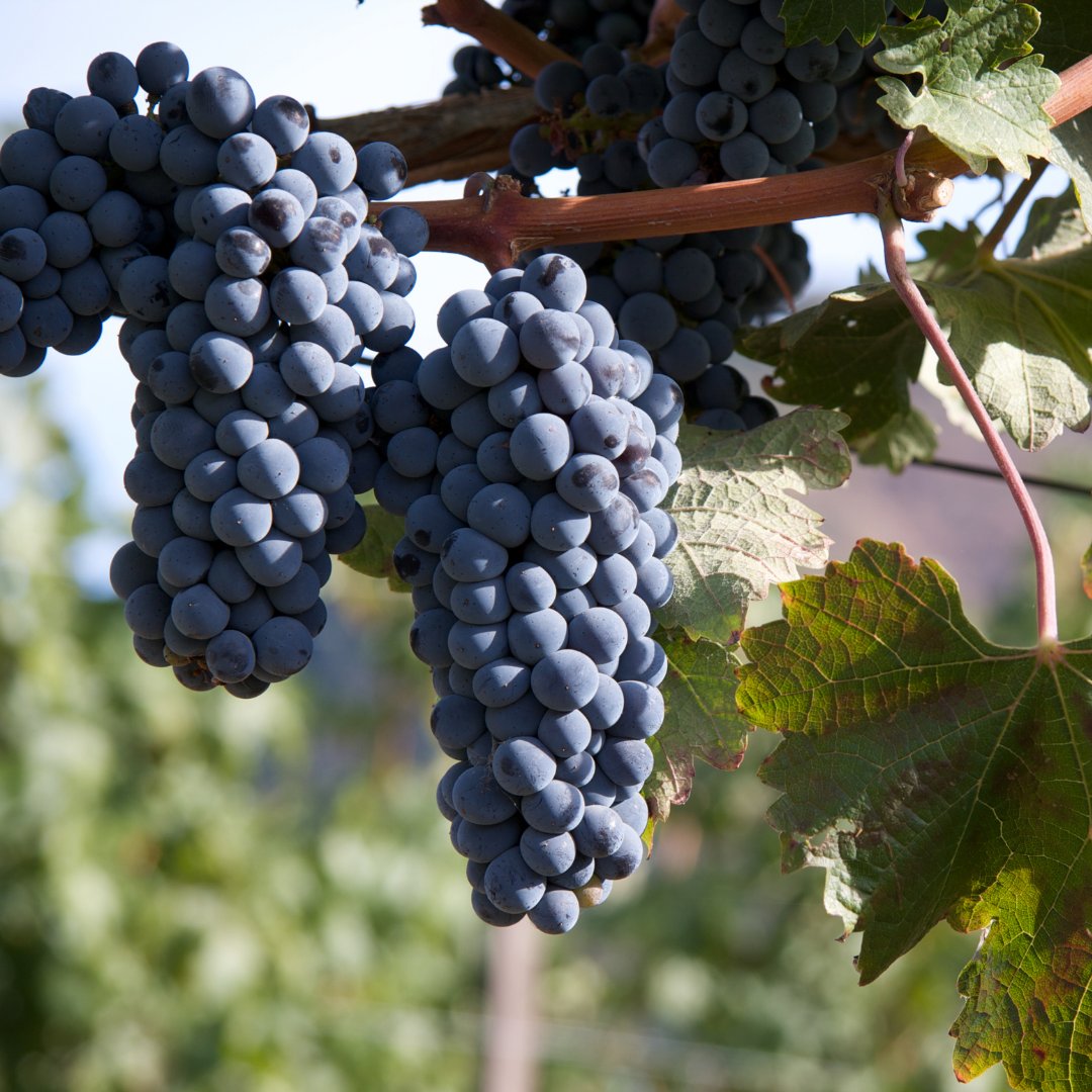 votehess22's tweet photo. Celebrating #NationalDrinkWineDay today! Oregon's wine industry employs more than 40,000 people.
#votehess #hessfororegon #oregonwineries #oregonrepublican #listenandlead https://t.co/Cp7yHDtcCr