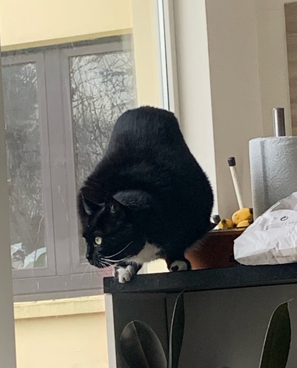 nellekethecat's tweet photo. new shape unlocked 🔓 https://t.co/Sgg16kAQEP
