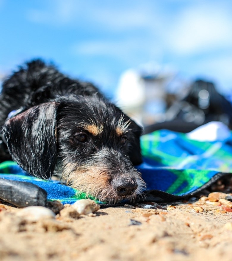 Do Battersea Dogs Home Put Dogs Down