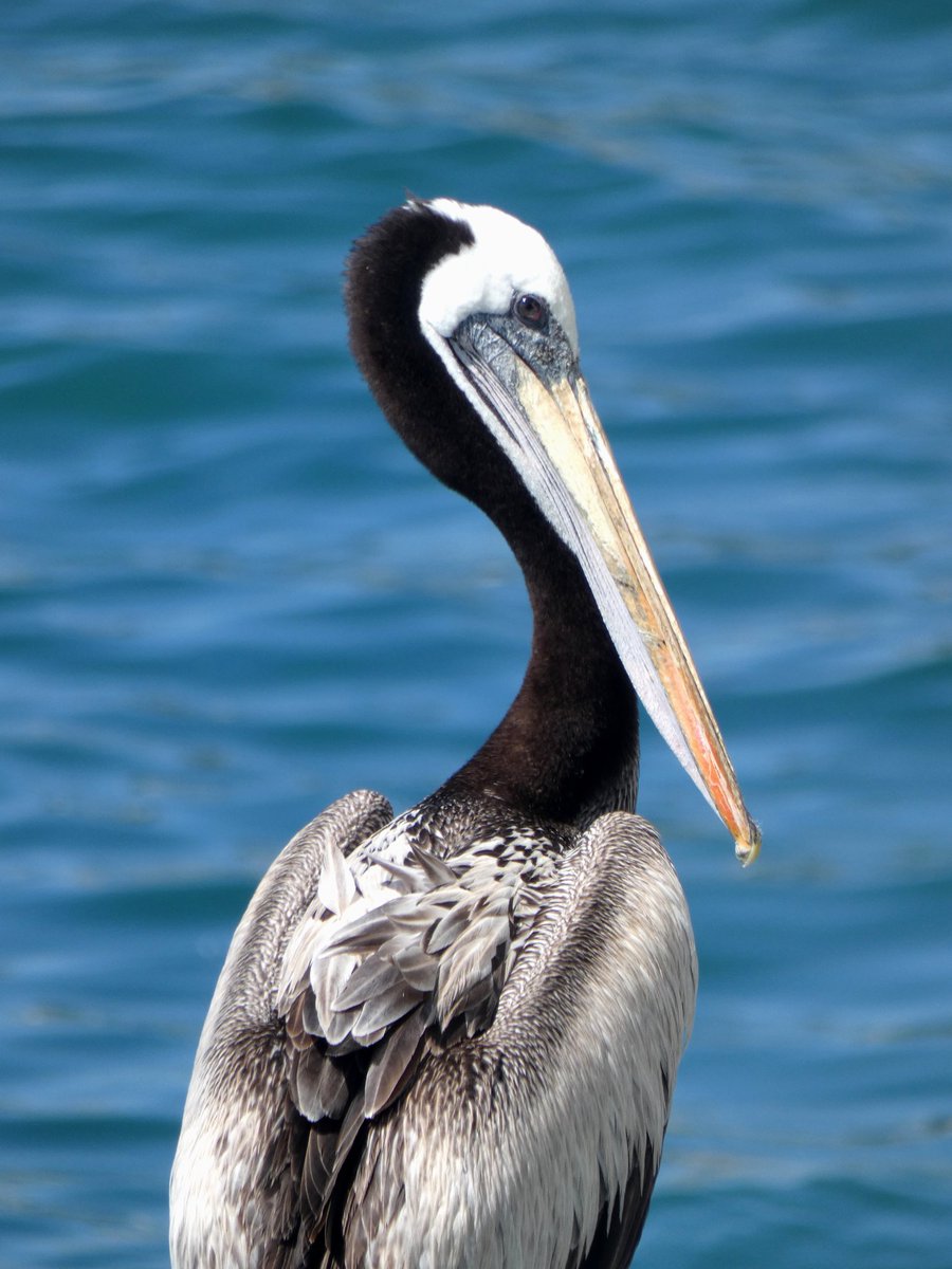 AlexTLancaster's tweet photo. Not particularly a birder normally, but hard not to be when you visit Chile! #birding #chile #VinadelMar https://t.co/UApDyuVaTU