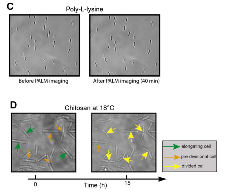 IdylleLabs's tweet photo. #Bacillus subtilis grow and divide after #smSRM imaging on chitosan-treated surfaces while they stale on poly-L-lysin👍

Now we have #Chitozen😉, the Chitosan-coated microscope coverslip to image live #bacteria cells &amp; study their growth and behavior🦠🔬
https://t.co/CcmNAzzIee https://t.co/FfbPYD3cAm
