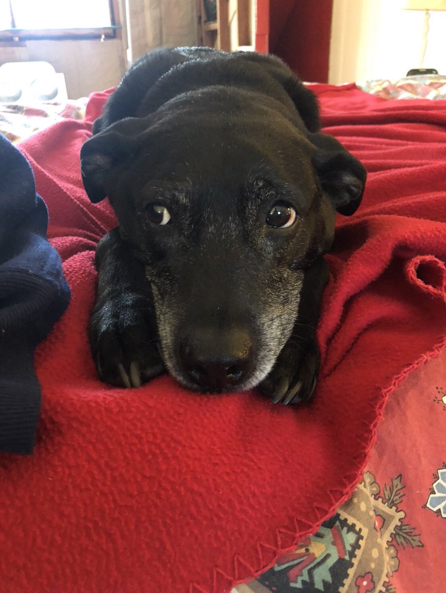 DogBesties's tweet photo. This is Bandit, a 12 year old black lab italian greyhound!l In his younger days, he could run very fast, but in his older days he likes to sleep a lot. He has the stomach/body type of a greyhound, but the face/fur of a lab. #greyhoundlabmix #friendlypup @Anne_M_Burrows @HappyDogs https://t.co/YWty58UEWv