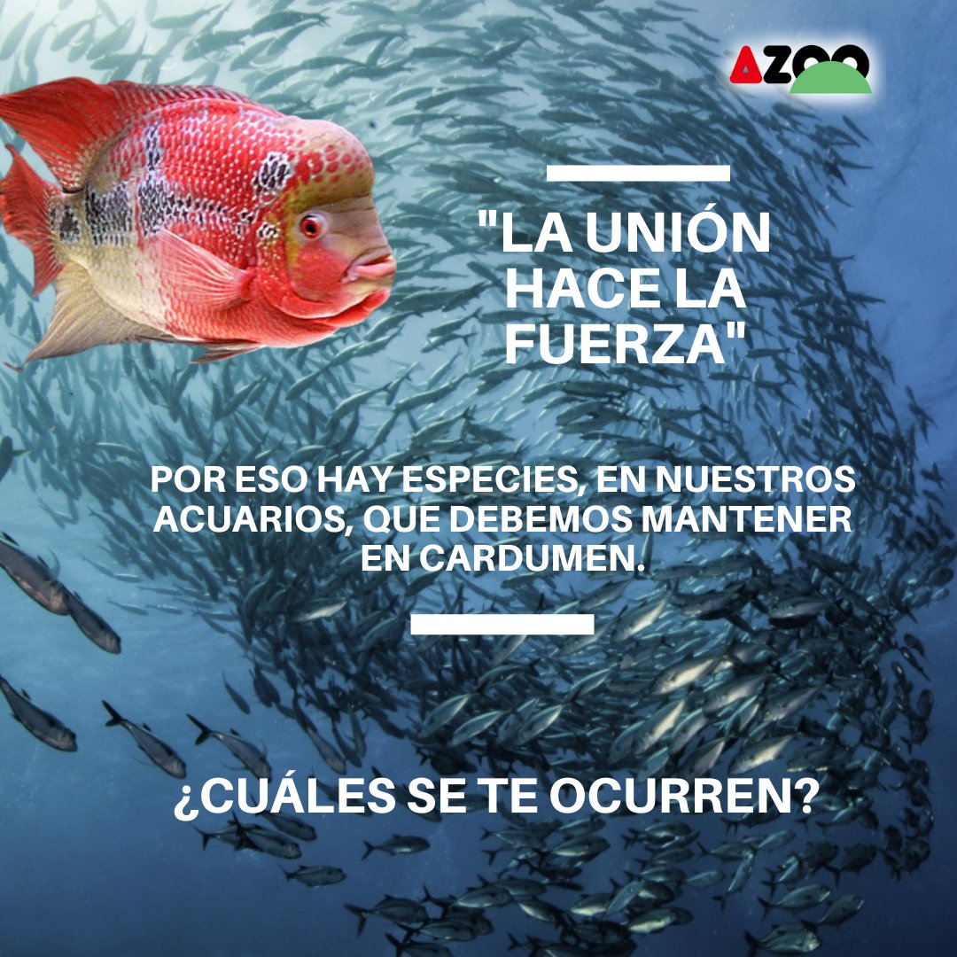 AzooSpain's tweet image. ¿Eres de los que compras los peces por parejas?
.
.
.
#tropicalfish #aquarium #aquascaping #azoospain #azoo #aquariumcare #discusfish #pecesneon #acuariofilia #tiendasdeacuarios #azooultrafresh