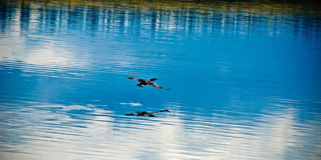forestservice's tweet photo. We're all atwitter: It's year 25 of the #GreatBackyardBirdCount. Join birders worldwide 2/18-2/22 to help build a massive bird database that helps scientists track changes in bird population. https://t.co/LEkJ0U4OQW https://t.co/8V8JfQX29S