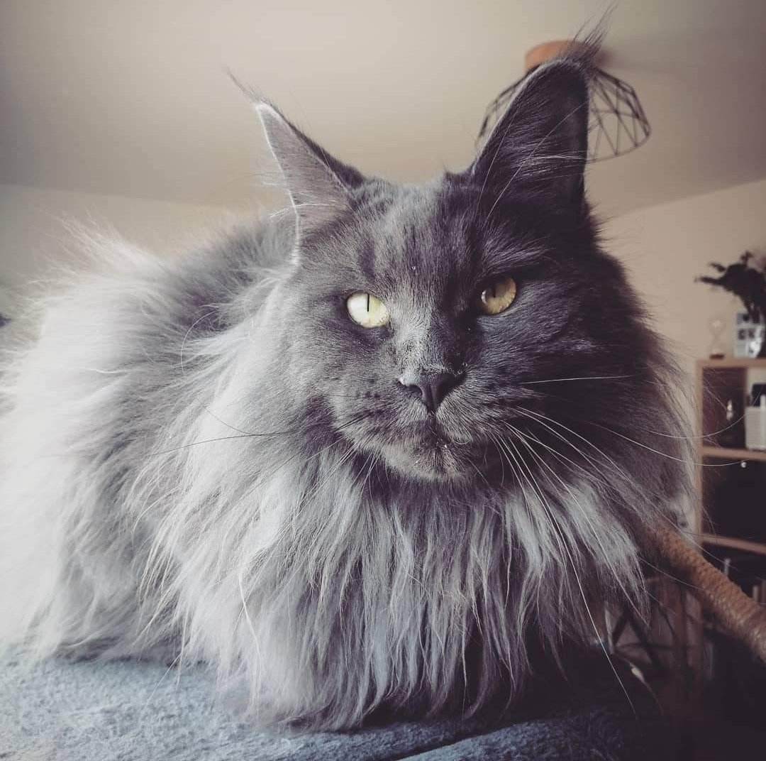 Divinity_nft's tweet photo. Guys let me introduce you MY divinity, Baldr ! 
A beautiful Maincoon, 4 years old !

#nft #nfts #nftcollection #maincoon https://t.co/OkA7wuGoEc