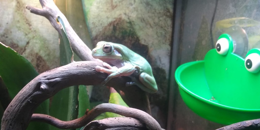 White Tree Frog Setup
