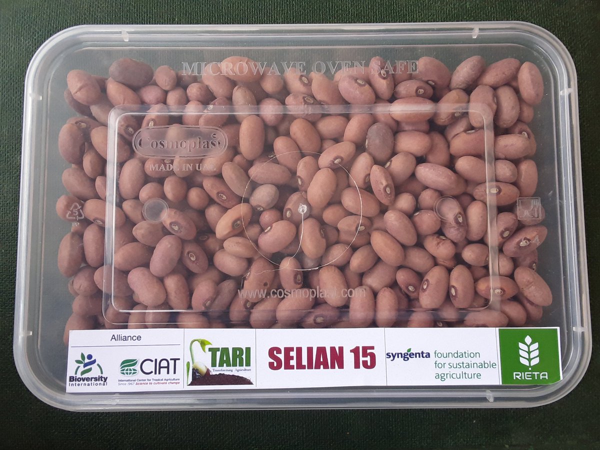 Rieta is working with <a href="/BiovIntCIAT_eng/">Alliance of Bioversity International and CIAT</a> <a href="/TanzaniaTari/">TARI Tanzania official page</a> <a href="/_PABRA/">PABRA</a> and @SyngentaFDN to produce bean seeds that have high iron content (HIB).

We are supporting <a href="/HarvestPlus/">HarvestPlus</a> &amp; <a href="/GAIN_TANZANIA/">GAIN TANZANIA</a> efforts to fight hidden hunger in Tanzania. 

Crop: Beans
Variety: Selian 15
Company: Rieta Seed