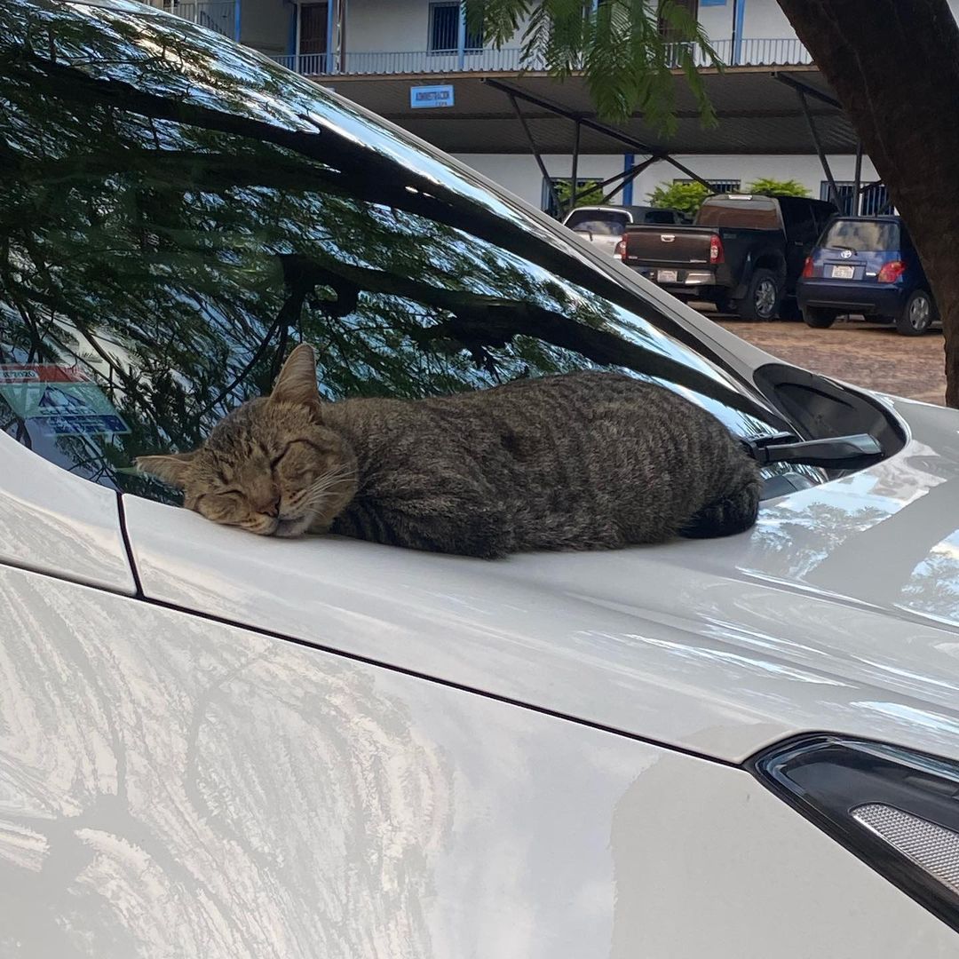 780AM's tweet photo. #LoViEnLasRedes💥|

🙀Él es "Filo el michi", un gatito que vive en la Facultad de Filosofía, UNA, en Sajonia y se ha ganado el cariño de muchos en las redes🏫

🙌Tiene su propia cuenta de Instagram, donde se muestra en distintos rincones de "su casa"😂😍🐈‍⬛

#780AM #Tendencia https://t.co/xqjnKshcWA