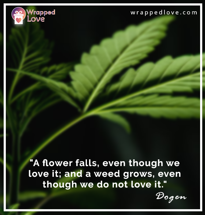 WrappedLove1 tweet picture